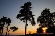 Tree silhouette.jpg